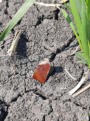 May 24, 2025 - Ground Finds